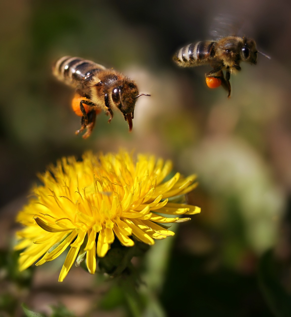 bees, flight, pollination