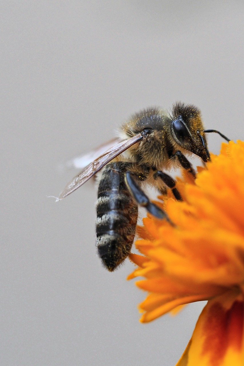 bee, insect, wings