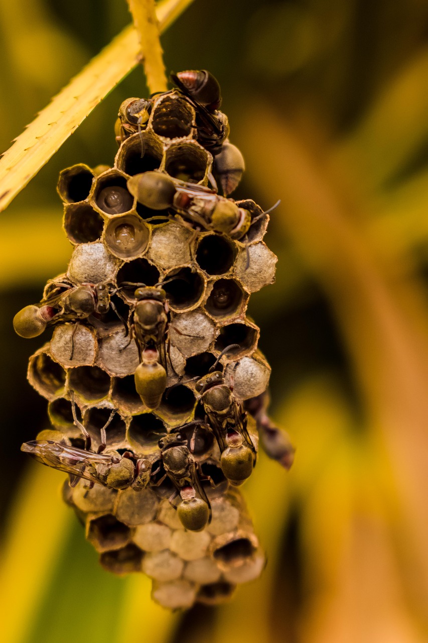 honeycomb, bees, beehive