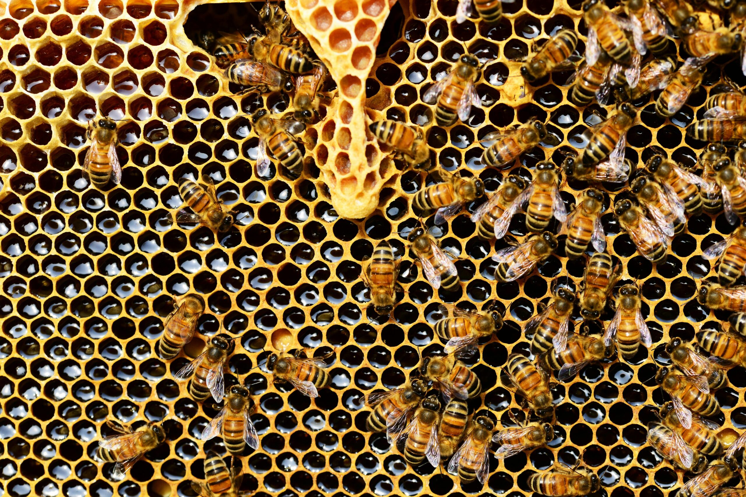 Top View of Bees Putting Honey